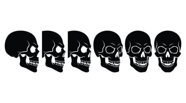 Detailed human skulls showing progressive rotation angles in stark black and white vector art style