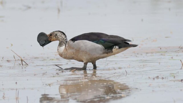 A Knob-billed duck (Sarkidiornis melanotos) preening and foraging in a wetland area in Thailand.