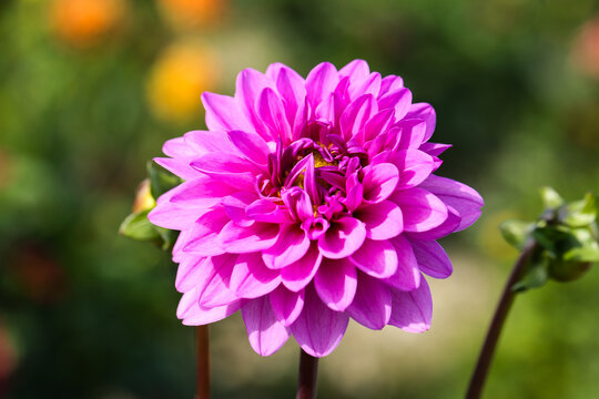 Pink and White Dahlia in Bloom, nature