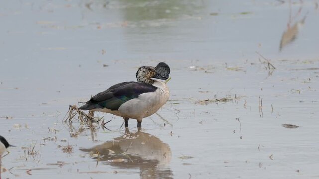 A Knob-billed duck (Sarkidiornis melanotos) preening and foraging in a wetland area in Thailand.