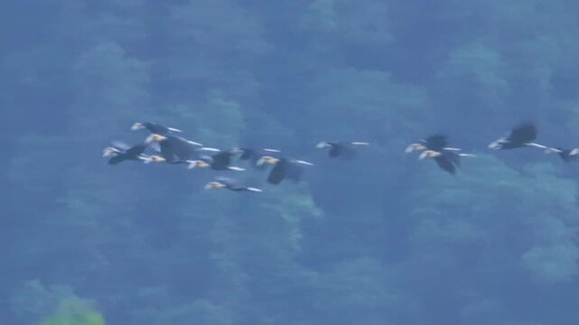 A large flock of Plain-pouched hornbills (Rhyticeros subruficollis) roosting together on a high tree canopy in the rainforest of Thailand.