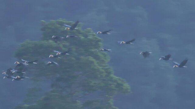 A large flock of Plain-pouched hornbills (Rhyticeros subruficollis) roosting together on a high tree canopy in the rainforest of Thailand.