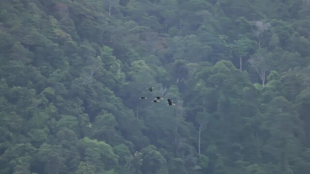 A large flock of Plain-pouched hornbills (Rhyticeros subruficollis) roosting together on a high tree canopy in the rainforest of Thailand.