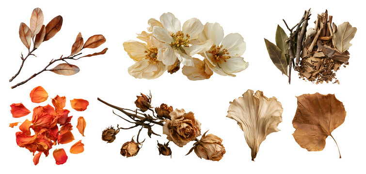 Set of dried pressed preserved dry leaf leaves plant flowers twig petal bud foliage sticks, for home and floral decor crafts artwork, on transparent cutout, PNG file. Many design Mockup template