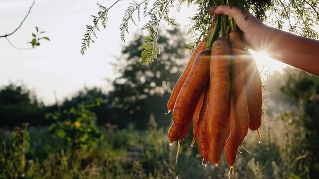 Freshly harvested carrots held up against golden sunlight in rural organic garden with water dripping from roots.