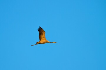 lecące żurawie, na tle nieba, zamrożony ruch skrzydeł © Adam Schmidt