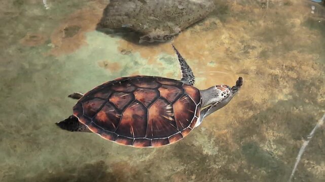 A high-definition, close-up slow-motion video showing a sea turtle swimming gracefully turtle's shell and serene ocean movement