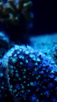 Colorful jewel anemone (Corynactis viridis) covering the seabed in a natural underwater marine environment.