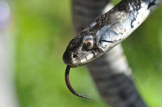 Close-up of a grass snake (Natrix natrix) at the Busatello marsh, Verona, Italy.