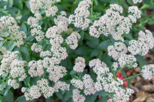 Clusters of very tiny white flowers florets blooming at the same time on a plant seen from directly above 