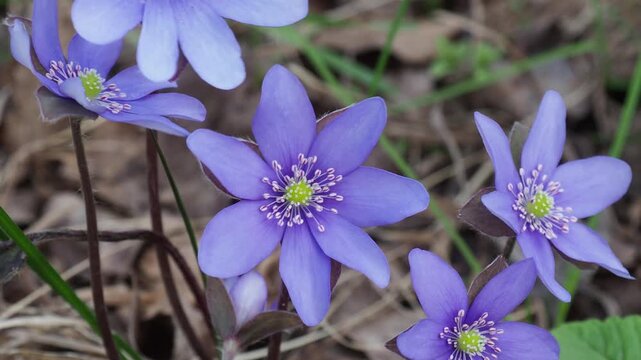 4K macro video of a delicate blue kidneywort flower (Hepatica) trembling gently in the cold spring wind. The small blue flower sways and trembles in the wind