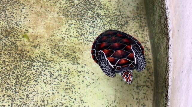 Yong sea turtle swimming in a clear rescue pool at a marine conservation nursery. This wildlife rehabilitation image features the endangered animal preparing for ocean release.