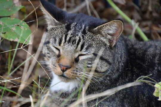 Gray Cat