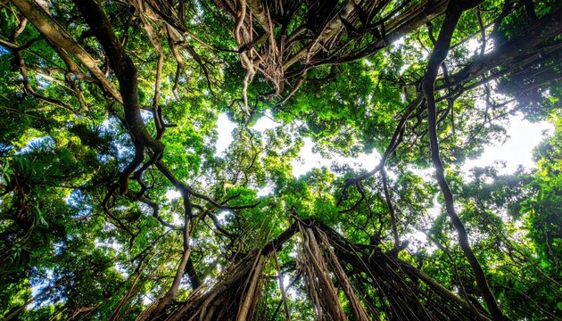 Gazing upwards through the dense, sun-dappled canopy of a tropical rainforest with ancient, vine-draped trees.