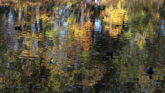 Ducks glide calmly through autumnal pond waters. Reflections mirror golden trees and shifting light. Ripples disturb stillness, creating gentle motion. Scene evokes quiet peace of natural surroundings