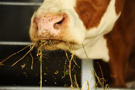 Detailed macro shot of a brown cow chewing fresh dry hay in a barn, portraying livestock nutrition, domestic cattle husbandry, and dairy farming everyday life.
