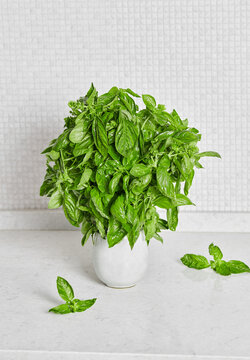 Fresh basil bunch on countertop