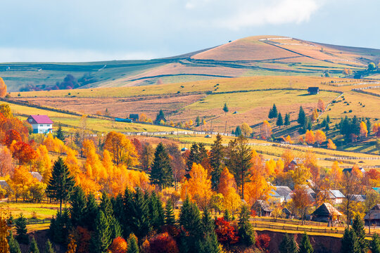 countryside area with rolling hills in Carpathian mountains at sunset. beautiful autumn landscape. travel background with meadows and forest of Mizhhiria district, Ukraine