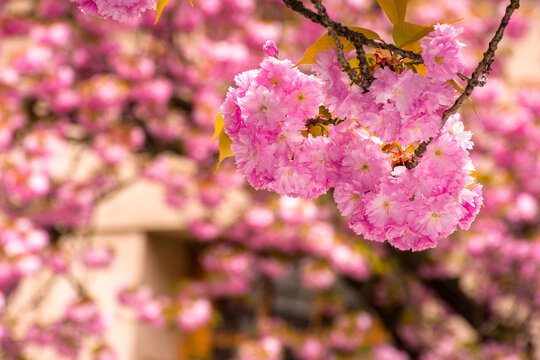 pink sakura blossom in Uzhhorod. fresh nature background on a sunny day. cherry tree in spring