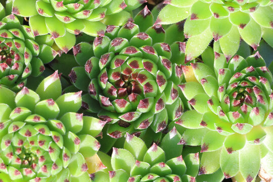 Sempervivum arachnoideum [Emerald Swirl] ('Belsemgre1') (Colorockz Series). Striking bright green houseleek with deep purple leaf tips in dramatic spiral.  