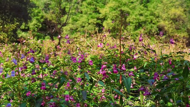 The camera follows a flowering hedge with bright little red and purple flowers and finally frames bees flying from one flower to another