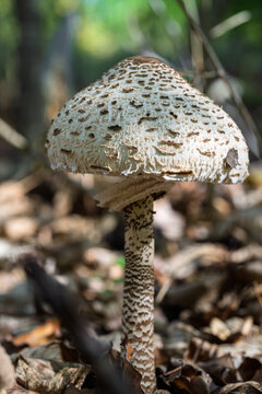 Wild mushroom with patterned cap growing in grass and leaf litter soil