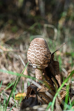 Wild mushroom with patterned cap growing in grass and leaf litter soil