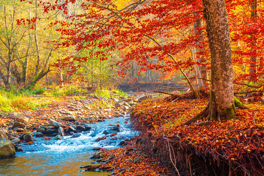 landscape in mountains, forest and a river in front. beautiful view in autumn. fresh water in the beech forest of Carpathian mountains. sunny weather, rocky shore