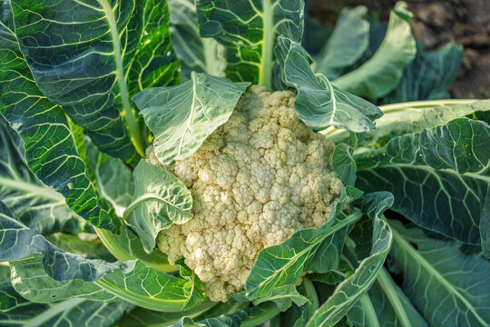 Fresh cauliflower head growing under green leaves in raised garden bed