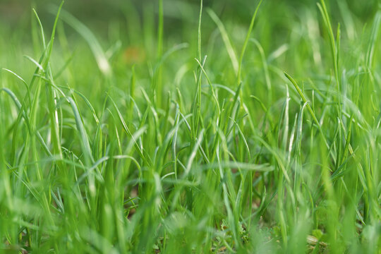 Closeup fresh green grass blades with morning dew in golden light rays