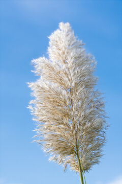 Tall pampas grass plumes swaying under clear blue sky in sunlit lights