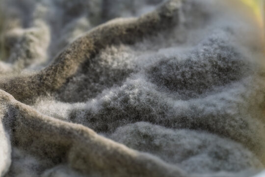 Macro Close Up Of Mold Growing On Herb Quark With Fuzzy Texture