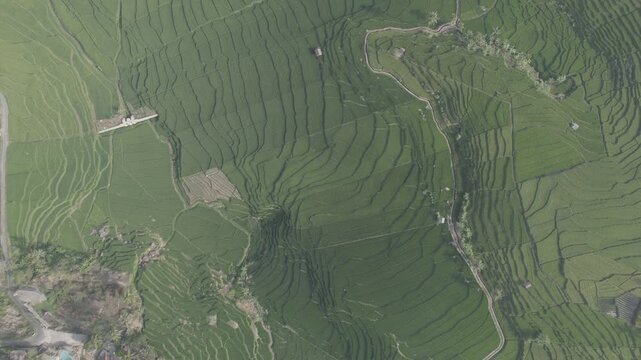 Aerial Top Down View of Lush Green Rice Terraces in Majalengka, West Java, Indonesia