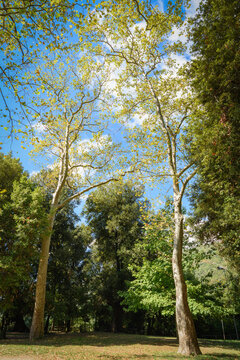 Parco degli Elcini - Genazzano - Roma - Lazio - Italia