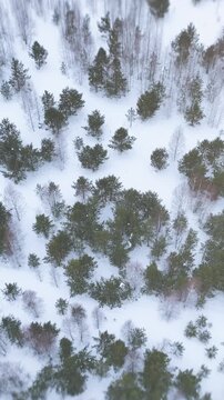 Top down aerial drone footage of winter taiga with pine and spruce trees on fresh snow, remote wilderness landscape in the Ural Mountains, Russia, in cold daylight