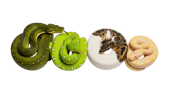 Four different colorful snakes coiled together in a row isolated on transparent background