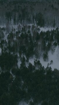 Drone footage of a snowy mixed forest with pine and birch trees in winter, creating a cold northern landscape atmosphere in the Ural Mountains, Russia