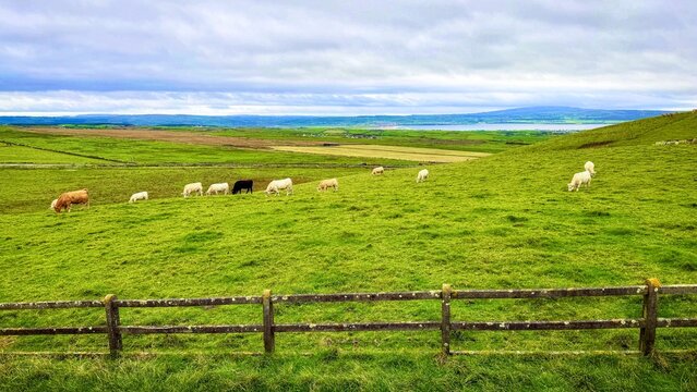 Cattle grazing in a field
