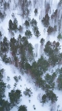 Drone view over a snowy conifer forest in the Ural Mountains, Russia, with scattered pine and birch trees and untouched winter terrain in cold daylight