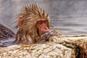 Wet young Japanese macaque resting its chin on a rock in a steaming hot spring, Jigokudani, Nagano, Japan © Alexander
