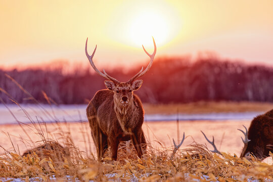 Ezo sika deer stag with large antlers standing in dry grass at sunset, Notsuke Peninsula, Hokkaido, Japan