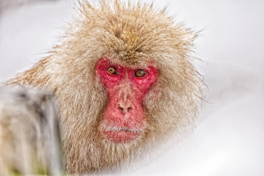 Close-up portrait of a Japanese macaque (snow monkey) with red face and thick fur in winter, Nagano, Japan