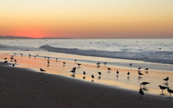 seabirds on beach Algarve, Portugal