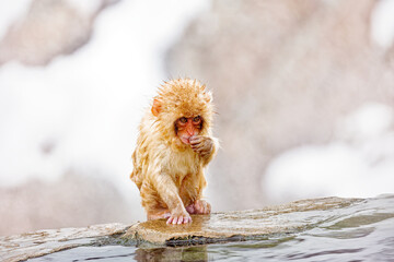 Baby Japanese macaque with wet fur sitting on a rock at the edge of a hot spring, Jigokudani, Nagano, Japan © Alexander