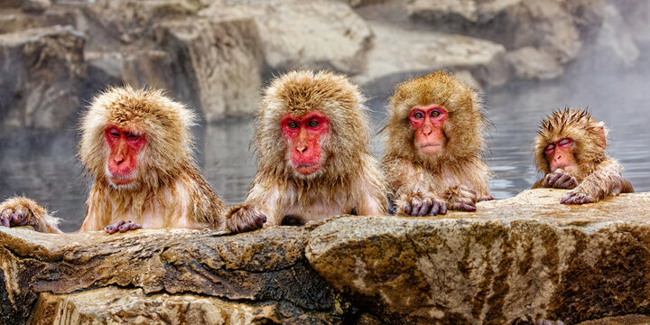 Four Japanese macaques lined up on the rocky edge of a steaming hot spring, Jigokudani, Nagano, Japan