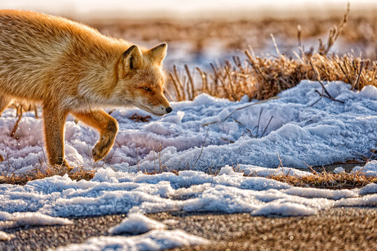 Ezo red fox walking across patchy snow and dry grass in low winter light, Notsuke Peninsula, Hokkaido, Japan
