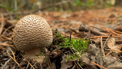 Textured Wild Mushroom Cap Emerging from Forest Litter Close Up © Lidia