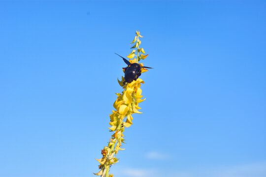 Low angle macro action shot of a black violet carpenter bee (Xylocopa) flying with wings in motion near the bright yellow flowers of a smooth rattlepod (Crotalaria pallida) plant against a clear blue 