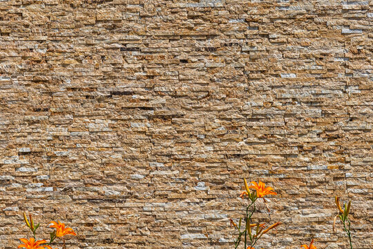 Blooming orange lilies in a front of limestone bricks wall