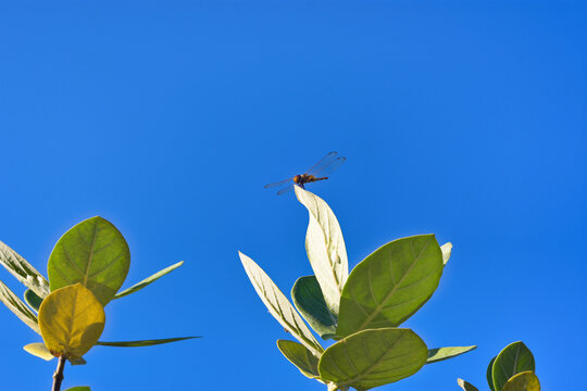 A dragonfly perched on the green leaves of a Calotropis gigantea or crown flower plant against a clear blue sky